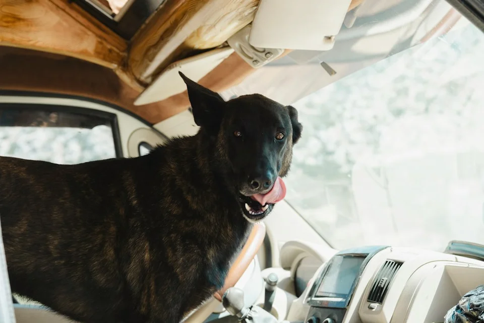 Entering Peru by Road with a Dog and a Vehicle: Documents to Prepare