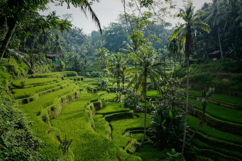 Lush terraced rice fields in Bali with palm trees under soft light, showing the Indonesian landscape.