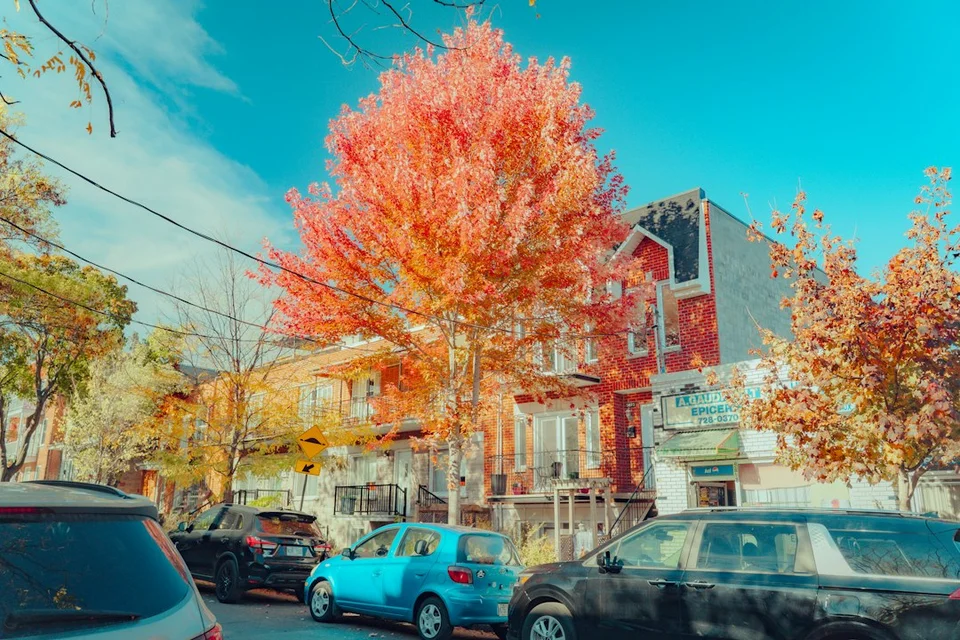 Autumn street in a Canadian city with red-leaved trees, parked cars and residential buildings.